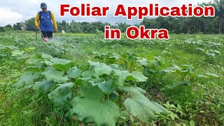 Foliar Application sa Okra para pang Stimulate ng Bunga [upl. by Atinyl289]