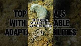 Top 10 Animals with Remarkable Adaptation Abilities [upl. by Tepper460]