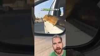 Hyrax Carjacking 🚘 hyrax crime irs  Schrotthagen  Apokalypse [upl. by Rist]