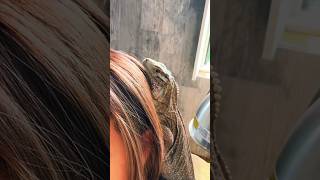 IS THIS THE BEST PET IGUANA pets reptiles iguana [upl. by Forster43]