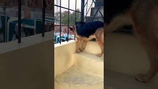 German shepherd dog barking  gsd dog barking  puppy barking  dog barking  dog voice [upl. by Tamah374]