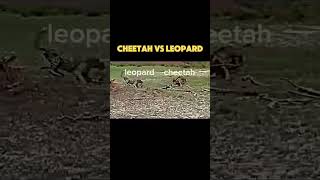 lepord cheeta trending [upl. by Rona]