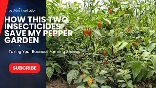 How this Two Insecticides Save my Pepper plantsgarden from Pest and Rot [upl. by Caren460]