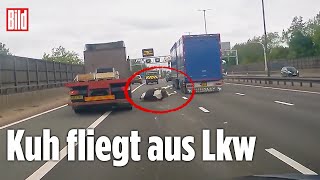 Irres DashcamVideo Plötzlich liegt ne Kuh auf der Autobahn [upl. by Cheryl]