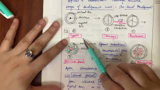 PHYLUM🪵🪱ANNELIDA NEREIS LIFE CYCLE WITH LARVAL STAGES TROCHOPHOREampPHYLOGENY [upl. by Eeryk]