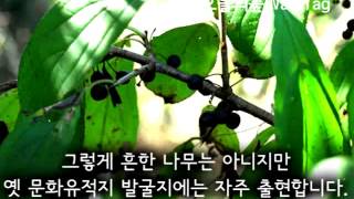 갈매나무 Rhamnus davurica [upl. by Bryon]