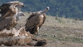 Griffon Vulture Gyps fulvus at Studen Kladenets reservoir in Bulgaria [upl. by Ita]