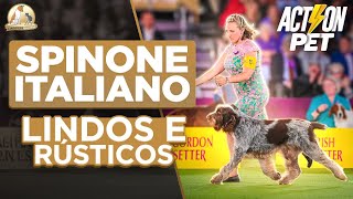 Spinone Italiano  Westminster 2024  Cinofilia Digital [upl. by Alguire]