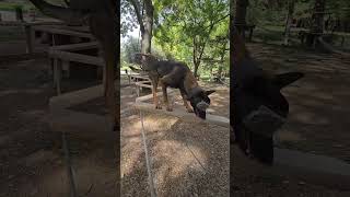 K9 training k9trainer k9 chien k9handler dog malinois [upl. by Namara]