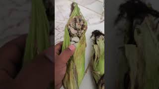 ¿Que es el huitlacoche mexico food viralreels viralvideo viralshort video [upl. by Nyrual]