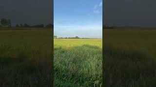 Homelands  Countryside​ nature lifestyle mountains countryside fields paddy harvest [upl. by Airtal]