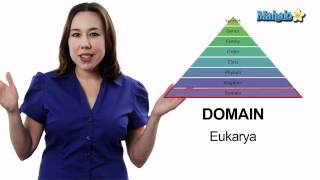 Learn Biology Classification The Taxonomic Hierarchy [upl. by Guria]