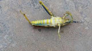 434 Control of leaf eating GRASSHOPPERSgrasshopper ko barsaat me kaise control karen Hindi Urdu [upl. by Constantin]