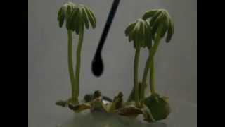 Marchantia polymopha [upl. by Lothar998]