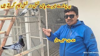 Dubai Walay Golden kabootar ki pathi ka Shandar Result  Ustad Mian Mustajab Moshi [upl. by Enytnoel]