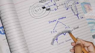 Meninges Dura matter part 1 divisions nerve and blood supply neuroanatomy [upl. by Angelique428]