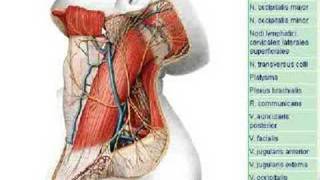 Regio retromandibularis [upl. by Akiaki]