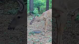 deer wildlife trailcamactivity [upl. by Wellington622]