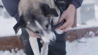 Go Dog Sledding In Alaska with Alaska Mushing School [upl. by Aihsak]