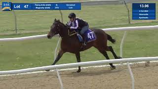 47 2024 Magic Millions Gold Coast Horses In Training Sale [upl. by Yennep]