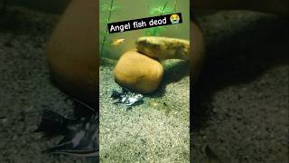 Angel fish dead 😭aquraium angelfish shorts fish [upl. by Aspa]