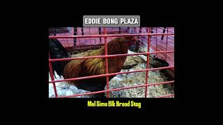 MS Blk Brood Stag amp Brood Hen shortvideo shortsfeed [upl. by Elleoj]