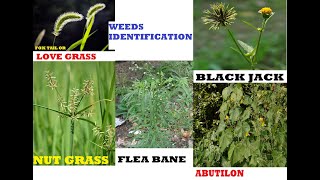 PICTURES amp NAMES OF WEEDS [upl. by Nylevol]