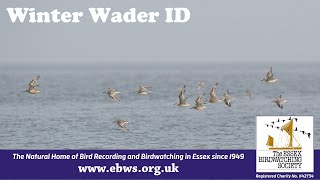 How to Identify Winter Waders [upl. by Tenaj28]