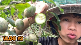 Vlog2 Làm Cơm Thịt Bò Gyudon và Khám Phá Khu Vườn Phía Sau Nhà [upl. by Eartha]