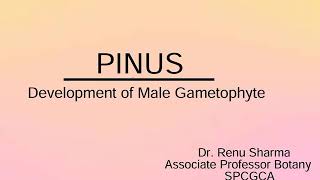 PINUS  Development of Male Gametophyte  Dr Renu Sharma [upl. by Alliuqet]