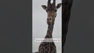 Beekse bergen 🦒autosafarifamilieshortkidsminivlogsafarifundierenparkkidsvideocuteanimals [upl. by Oniuqa]