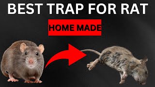 pest control  rat trap  how to get rid of rats  homemade  rodent [upl. by Sergio]