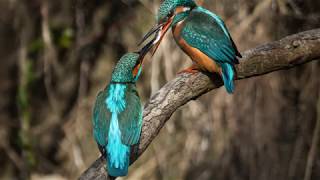 Eisvogel Fotografie in Wels Österreich [upl. by Retsim549]