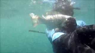 Testing Seac Sub Asso 135  Spearfishing Sydney [upl. by Hartmann]