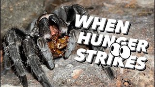 When TARANTULAS are HUNGRY THEY ARE HUNGRY [upl. by Nnek]