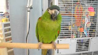 Hahns Macaw Maya does quotStick em Upquot amp I love youIN SPANISH [upl. by Suirad]