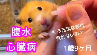 高齢ハムスターの病気（腹水心臓病）飼い主の不安や悩みHamster diseaseascitesheart disease [upl. by Nerrak]