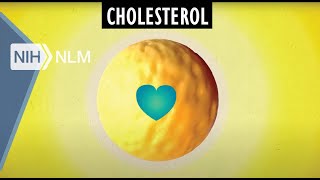 Cholesterol Good and Bad [upl. by Neelik]