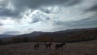 Free range horses in the Rhodopes mountains November 2024 [upl. by Buhler]