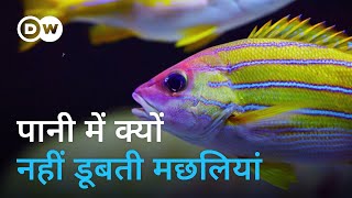 वह अंग जो मछलियों को पानी में डूबने नहीं देता Why dont fish sink in water [upl. by Jollanta]