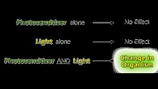 Photosensitization and Quenching [upl. by Witte]