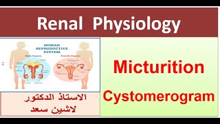 Micturition Reflex  Cystometrogram  Part 2 [upl. by Einahpehs]