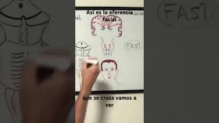 Así es la eferencia facial anatomy nervio facial eferencia facial [upl. by Lucila376]