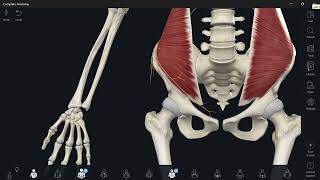 Lumbosacral plexus 2 Iliohypogastric nerve شرح [upl. by Rimidalb]