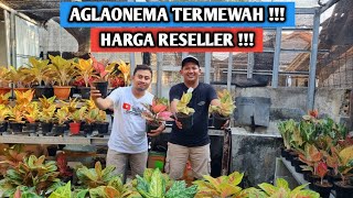 Aglaonema termewah Harga reseller [upl. by Booze]