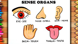 How to draw Sense Organs  Easy Sense Organs Drawing  Sense Organs Drawing For Kids  School Work [upl. by Lawry166]