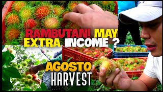 HARVESTING RAMBUTAN Nephelium lappaceumEXTRA INCOMEPhilippines [upl. by Ymaj634]