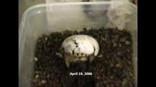 Indian Star Tortoise Hatching [upl. by Nerfe27]