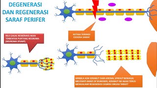 Video 71 Degenerasi Dan Regenerasi Saraf Perifer [upl. by Jabe]