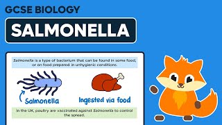 Salmonella  Bacterial Diseases  GCSE Biology [upl. by Curtis]